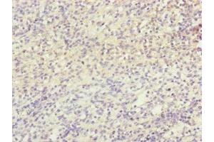Immunohistochemistry of paraffin-embedded human spleen tissue using ABIN7160924 at dilution of 1:100