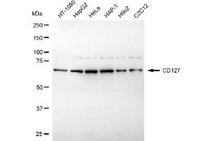Western blotting analysis using CD127 antibody (ABIN7799108).