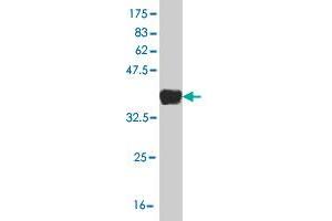 Western Blot detection against Immunogen (36.