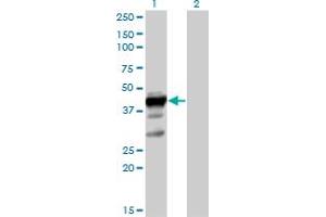 Western Blot analysis of ELAVL3 expression in transfected 293T cell line by ELAVL3 MaxPab polyclonal antibody. (HuC/ELAVL3 anticorps  (AA 1-367))
