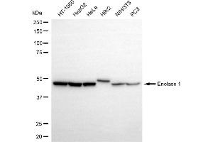 Western blotting analysis using enolase 1 antibody (ABIN7798448).