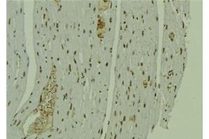 ABIN6279231 at 1/100 staining Mouse muscle tissue by IHC-P. (CALML6 anticorps)