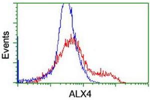 Image no. 2 for anti-ALX Homeobox 4 (ALX4) antibody (ABIN1496620) (ALX4 anticorps)
