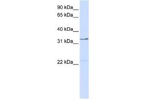 WB Suggested Anti-GTF2E2 Antibody Titration:  0. (GTF2E2 anticorps  (Middle Region))