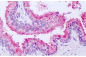 Anti-NR1D1 antibody IHC staining of human prostate. (NR1D1 anticorps  (Internal Region))