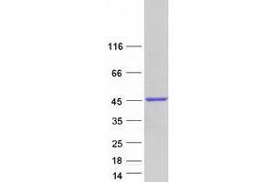 Validation with Western Blot