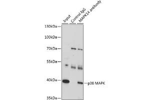 Immunoprecipitation analysis of 200 μg extracts of U-87MG cells, using 3 μg p38 MAPK antibody (ABIN7268616).