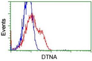 HEK293T cells transfected with either RC223952 overexpress plasmid (Red) or empty vector control plasmid (Blue) were immunostained by anti-DTNA antibody (ABIN2454104), and then analyzed by flow cytometry. (DTNA anticorps)