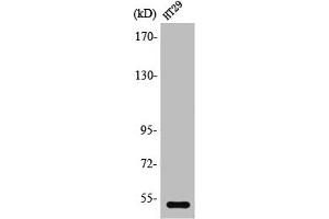 Western Blot analysis of HeLa cells using SR-2B Polyclonal Antibody (Serotonin Receptor 2B anticorps  (N-Term))