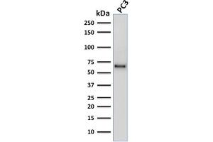 Western Blot Analysis of human PC3 cell lysate using SOX9 Mouse Monoclonal Antibody (SOX9/2387).