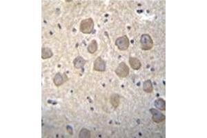 Immunohistochemistry analysis in formalin fixed and paraffin embedded human brain tissue followed reacted with OR4K2 Antibody (C-term) followed which was peroxidase conjugated to the secondary antibody and  followed by DAB staining. (OR4K2 anticorps  (C-Term))