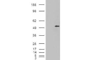 HEK293 overexpressing Dudulin4 (ABIN5365377) and probed with ABIN334498 (mock transfection in first lane). (STEAP4 anticorps  (C-Term))