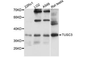 Western blot analysis of extracts of various cell lines, using TUSC3 antibody (ABIN6293392) at 1:3000 dilution. (TUSC3 anticorps)