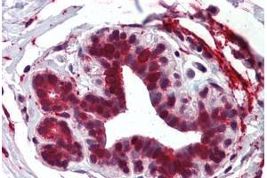 Anti-ELOVL5 antibody  ABIN960768 IHC staining of human breast. (ELOVL5 anticorps  (Internal Region))