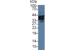 Western Blot; Sample: Mouse Liver lysate; Primary Ab: 1µg/ml Rabbit Anti-Mouse SLAMF5 Antibody Second Ab: 0.