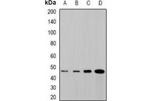 Western blot analysis of SYT4 expression in SHSY5Y (A), NIH3T3 (B), mouse brain (C), rat brain (D) whole cell lysates. (SYT4 anticorps)