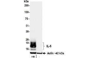 Western Blotting (WB) image for anti-Interleukin 5 (IL5) (AA 20-134) antibody (ABIN7795773) (Recombinant IL-5 anticorps  (AA 20-134))