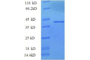 SDS-PAGE (SDS) image for Interleukin 17A (IL17A) (AA 24-155) protein (GST tag) (ABIN5709733)
