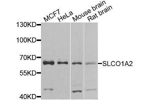 Western blot analysis of extracts of various cell lines, using SLCO1A2 antibody. (SLCO1A2 anticorps  (AA 606-670))