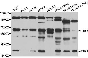 Western blot analysis of extracts of various cell lines, using STK3 antibody (ABIN5974206) at 1/1000 dilution. (STK3 anticorps)