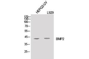 Western Blot analysis of HepG2-UV, L929 cells using BMP2 Polyclonal Antibody at dilution of 1:1000. (BMP2 anticorps)