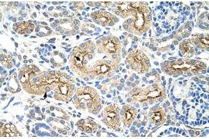 Immunohistochemical staining (Formalin-fixed paraffin-embedded sections) of human kidney with MIF4GD polyclonal antibody . (MIF4GD anticorps  (AA 207-256))