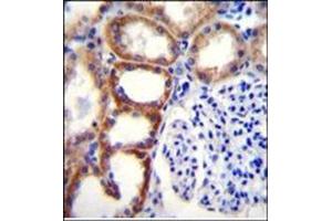 Immunohistochemistry analysis in Formalin Fixed, Paraffin Embedded Human kidney tissue stained with SDHD Antibody (N-term) followed by peroxidase conjugation of the secondary antibody and DAB staining.