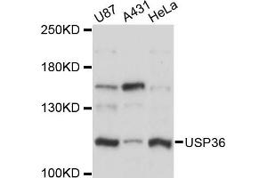 Western blot analysis of extracts of various cell lines, using USP36 antibody (ABIN6291039) at 1:3000 dilution. (USP36 anticorps)
