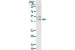 HLA-A MaxPab rabbit polyclonal antibody.