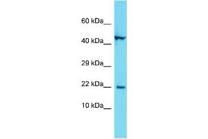 Host: Rabbit Target Name: C1orf192 Sample Type: MCF7 Whole Cell lysates Antibody Dilution: 1. (CFAP126 anticorps  (C-Term))