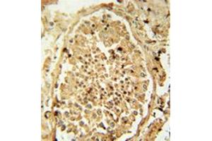Immunohistochemistry analysis in formalin fixed and paraffin embedded human testis tissue reacted with PDHA2 Antibody (Center) followed by peroxidase conjugation of the secondary antibody and DAB staining. (PDHA2 anticorps  (Middle Region))