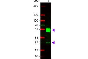 Image no. 1 for Goat anti-Mouse IgG (Whole Molecule) antibody (Rhodamine) (ABIN300667) (Chèvre anti-Souris IgG (Whole Molecule) Anticorps (Rhodamine))
