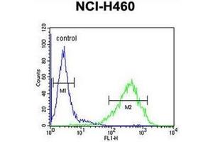 Flow cytometric analysis of NCI-H460 cells using RAB3IL1 Antibody (C-term) Cat. (RAB3IL1 anticorps  (C-Term))