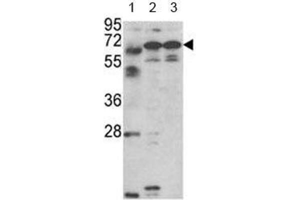 Fascin 3 anticorps  (AA 1-30)