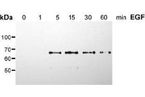 Western Blotting (WB) image for anti-SHC (Src Homology 2 Domain Containing) Transforming Protein 1 (SHC1) (pSer36) antibody (ABIN126891) (SHC1 anticorps  (pSer36))