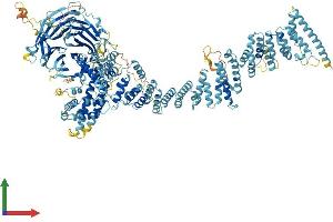 AlphaFold protein structure predicition of Mouse Recombinant Nup160 Protein, UniprotID Q9Z0W3
