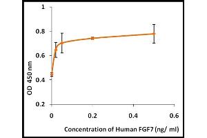 Activity Assay (AcA) image for Fibroblast Growth Factor 7 (FGF7) (Active) protein (ABIN5509361) (FGF7 Protéine)