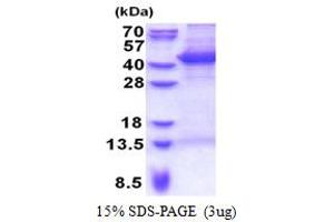 SDS-PAGE (SDS) image for Modulator of Apoptosis 1 (MOAP1) (AA 1-351) protein (His tag) (ABIN5853341)