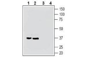 Western blot analysis of mouse brain membranes (lanes 1 and 3) and rat brain membranes (lanes 2 and 4): - 1-2.