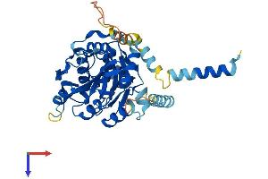 AlphaFold protein structure predicition of Mouse Recombinant B3galt4 Protein, UniprotID Q9Z0F0