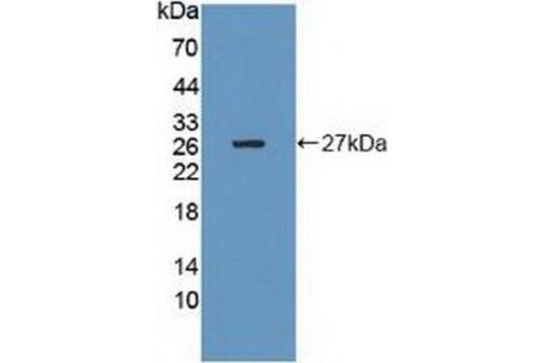 GRB10 anticorps  (AA 392-594)