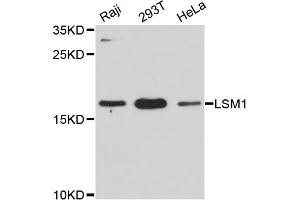 Western blot analysis of extracts of various cell lines, using LSM1 antibody (ABIN6293056) at 1:3000 dilution. (LSM1 anticorps)