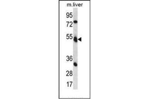 Western blot analysis of Fukutin Antibody (Center) in mouse liver tissue lysates (35ug/lane). (Fukutin anticorps  (Middle Region))