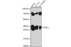 Western blot analysis of extracts of various cell lines, using OGG1 Rabbit mAb (ABIN7265349) at 1:1000 dilution.