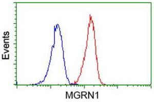 Image no. 2 for anti-Mahogunin, Ring Finger 1 (MGRN1) antibody (ABIN1499460) (Mahogunin RING Finger Protein 1 anticorps)