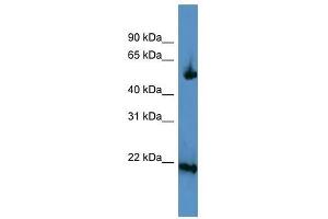OPA3 antibody used at 0.