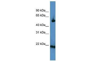 OPA3 antibody used at 0.