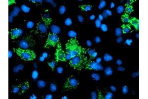 Anti-AK4 mouse monoclonal antibody (ABIN2454652) immunofluorescent staining of COS7 cells transiently transfected by pCMV6-ENTRY AK4 (RC220572). (AK4 anticorps)