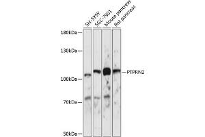 Western blot analysis of extracts of various cell lines, using PTPRN2 antibody (ABIN7269710) at 1:1000 dilution. (PTPRN2 anticorps  (AA 22-242))