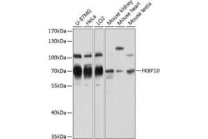 Western blot analysis of extracts of various cell lines, using FKBP10 antibody  at 1:3000 dilution. (FKBP10 anticorps  (AA 303-582))